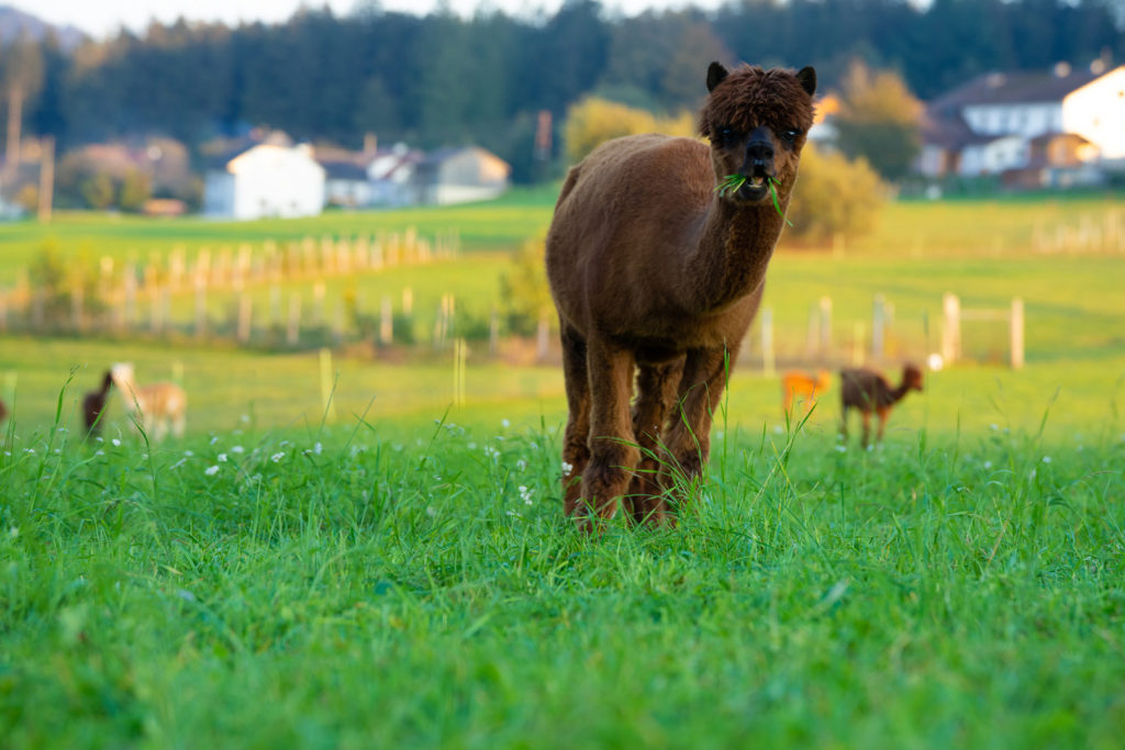 Alpakas, Bio Alpakas, Alpakawanderungen, Bio Alpaka Produkte, Oberösterreich, Eidenberg