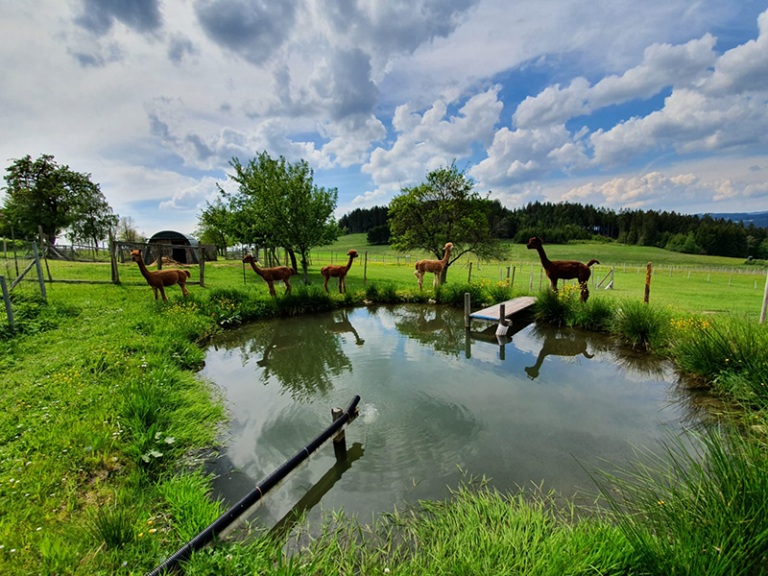 Alpakas, Bio Alpakas, Alpakas am Teich, Alpakawanderungen, Bio Alpaka Produkte, Oberösterreich, Eidenberg, permakultur