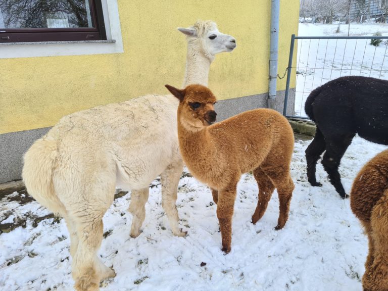 Bio Alpakas, Alpakawanderungen, Bio Alpaka Produkte, Oberösterreich, Eidenberg, Alpakazucht, Verkauf