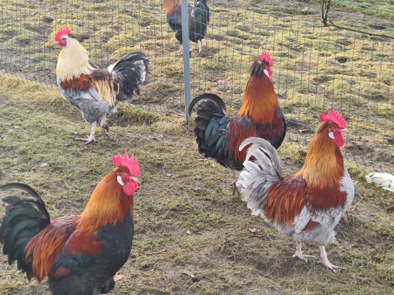 Hühner, Bio Alpakas, Alpakawanderungen, Bio Alpaka Produkte, Oberösterreich, Eidenberg