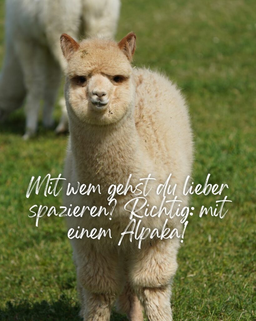 Alpaka, Alpaka wandern, Alpaka Dating