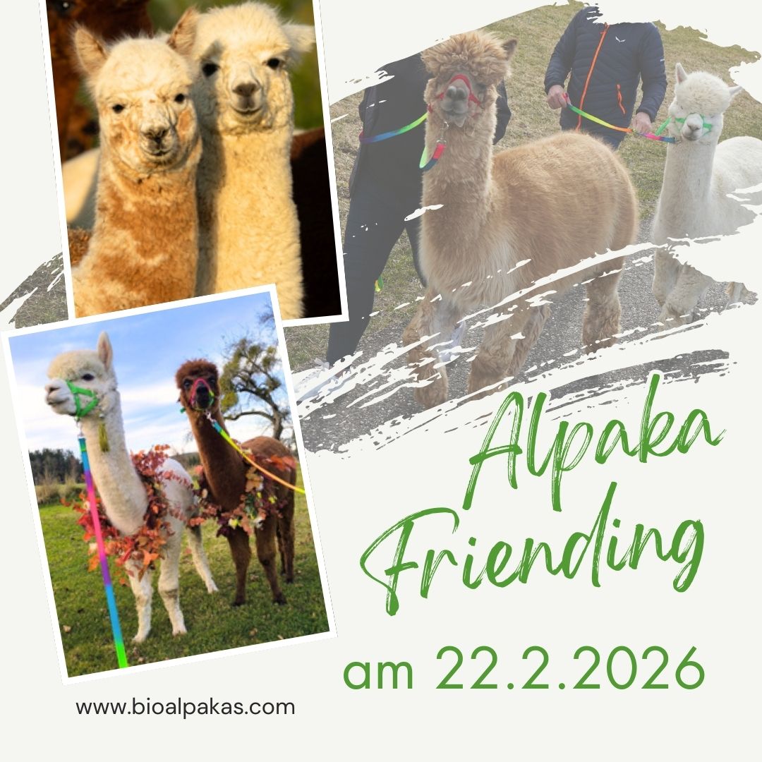 Alpaka Friending