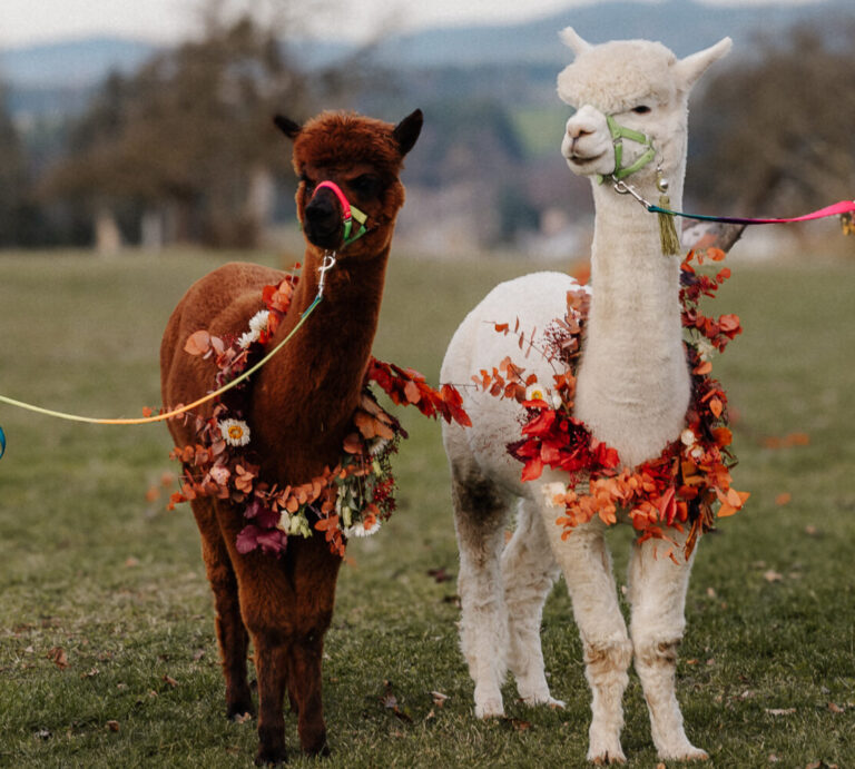 alpaka auf deiner hochzeit